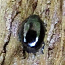 Oomorphus concolor Oomorphus concolor